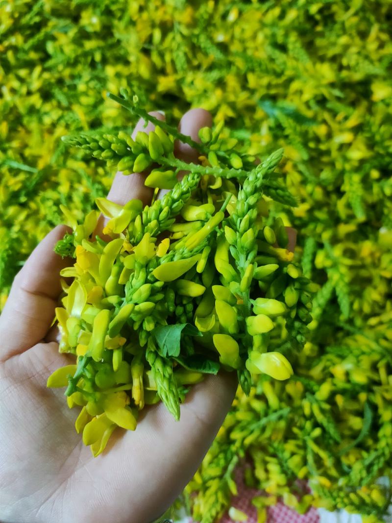 黄花倒水莲花茶，寻找代理商