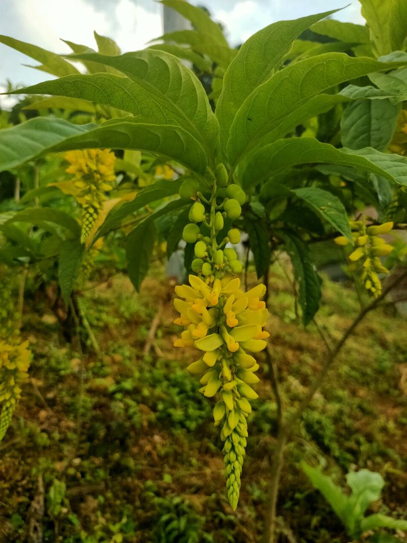 黄花倒水莲花茶，寻找代理商