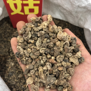 山茨菇一手货源产地直销