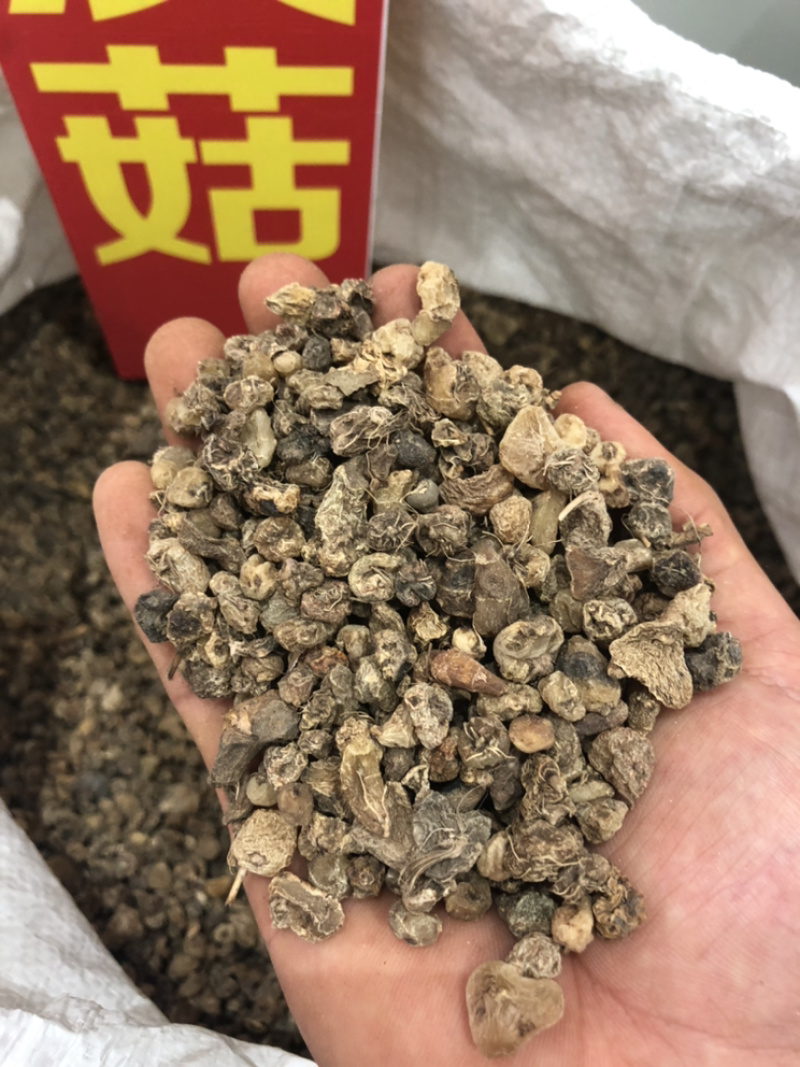 山茨菇一手货源产地直销