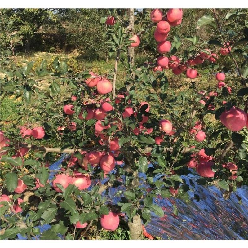 秦脆苹果树苗优质嫁接苹果树苗适合各地种植