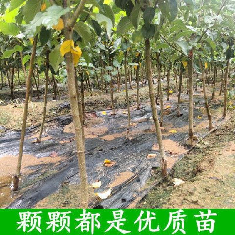 秦脆苹果树苗优质嫁接苹果树苗适合各地种植