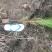 湿地松苗湿地松袋苗马尾松袋苗等各种造林苗木苗圃直销