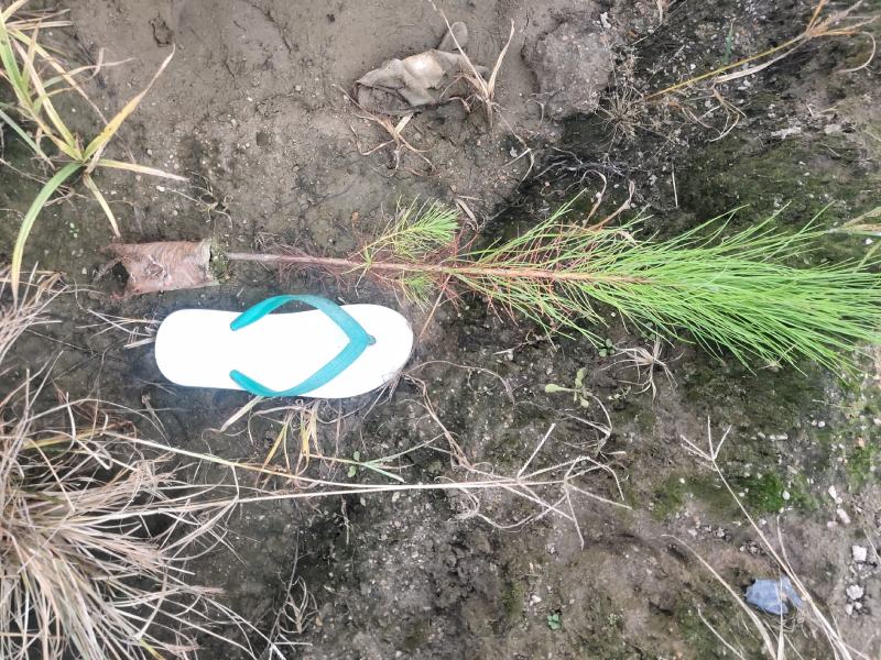 湿地松苗湿地松袋苗马尾松袋苗等各种造林苗木苗圃直销