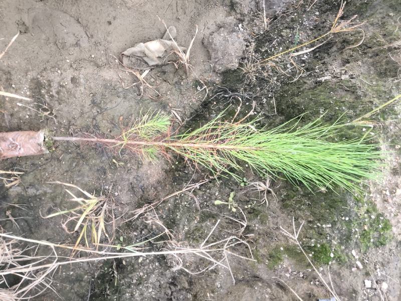 湿地松苗湿地松袋苗马尾松袋苗等各种造林苗木苗圃直销
