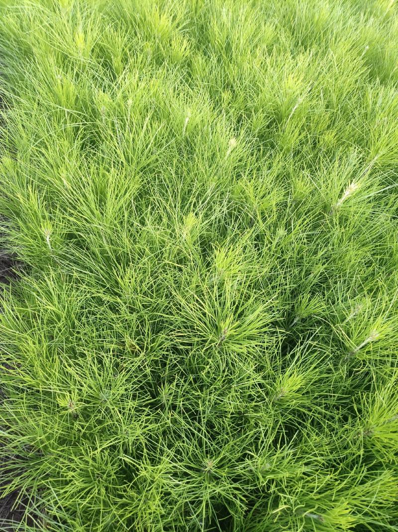 湿地松苗湿地松袋苗马尾松袋苗等各种造林苗木苗圃直销