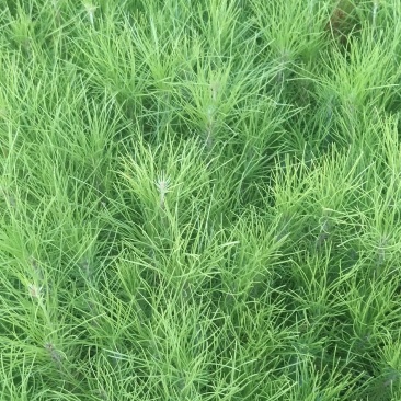 湿地松苗湿地松袋苗马尾松袋苗等各种造林苗木苗圃直销