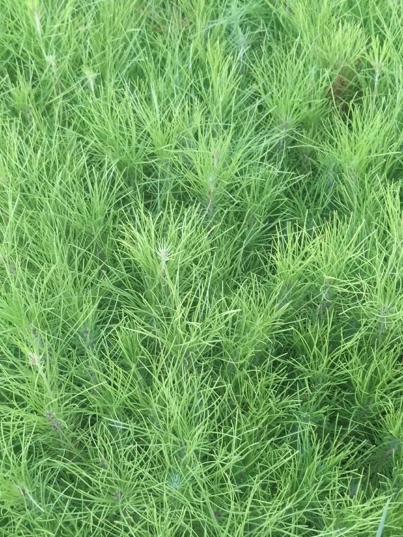 湿地松苗湿地松袋苗马尾松袋苗等各种造林苗木苗圃直销