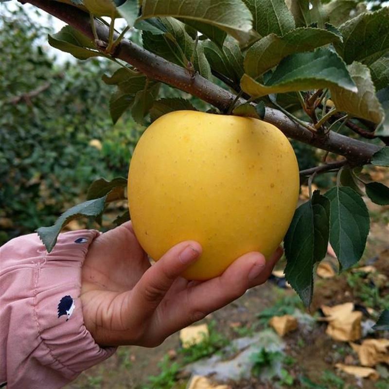 黄金维纳斯苹果树苗优质嫁接苹果树苗适合各地种植