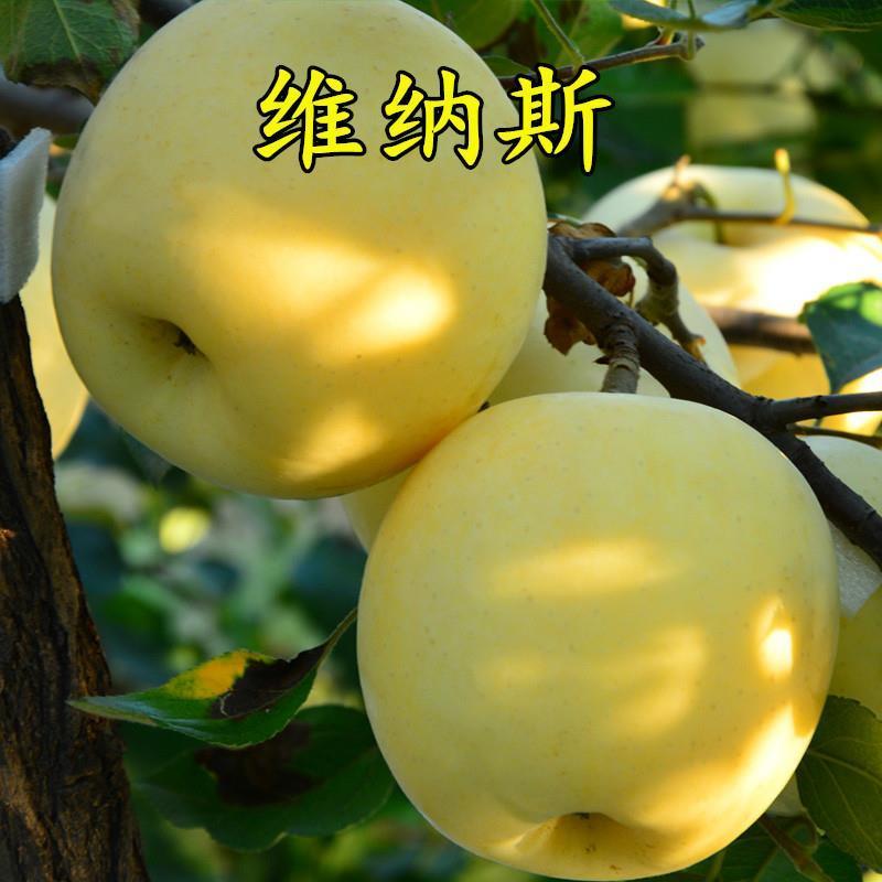 黄金维纳斯苹果树苗优质嫁接苹果树苗适合各地种植