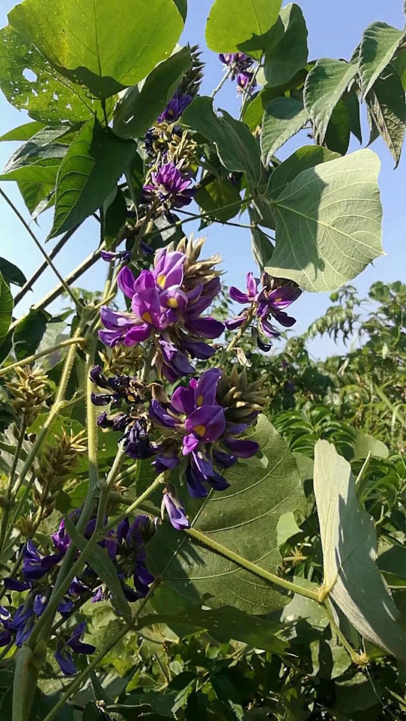 野生葛根粉，寻找批发商