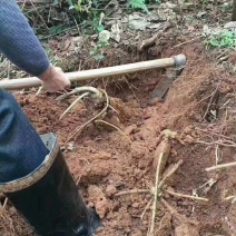 野生葛根粉，寻找批发商