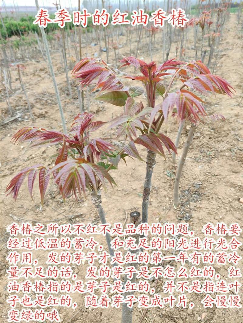 山东红油香椿树苗香椿苗香椿树直径0.5公分以上现挖现卖。