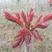 山东红油香椿树苗香椿苗香椿树直径0.5公分以上现挖现卖。