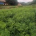 无患子苗无患子袋苗10*12袋无患子裸根苗