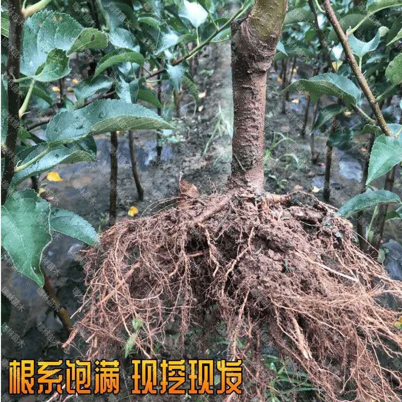 烟富三号苹果树苗烟富八号苹果苗优质嫁接苹果树苗适合各地种