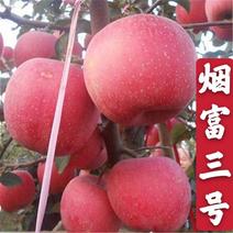 烟富三号苹果树苗烟富八号苹果苗优质嫁接苹果树苗适合各地种