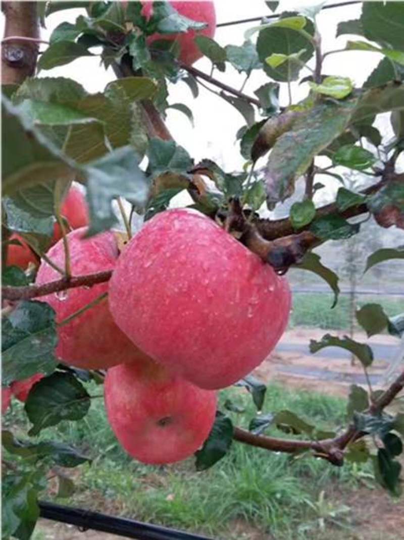 烟富三号苹果树苗烟富八号苹果苗优质嫁接苹果树苗适合各地种