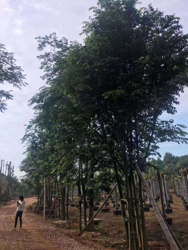 丛生朴树多杆朴树多头朴树自家苗圃基地直供