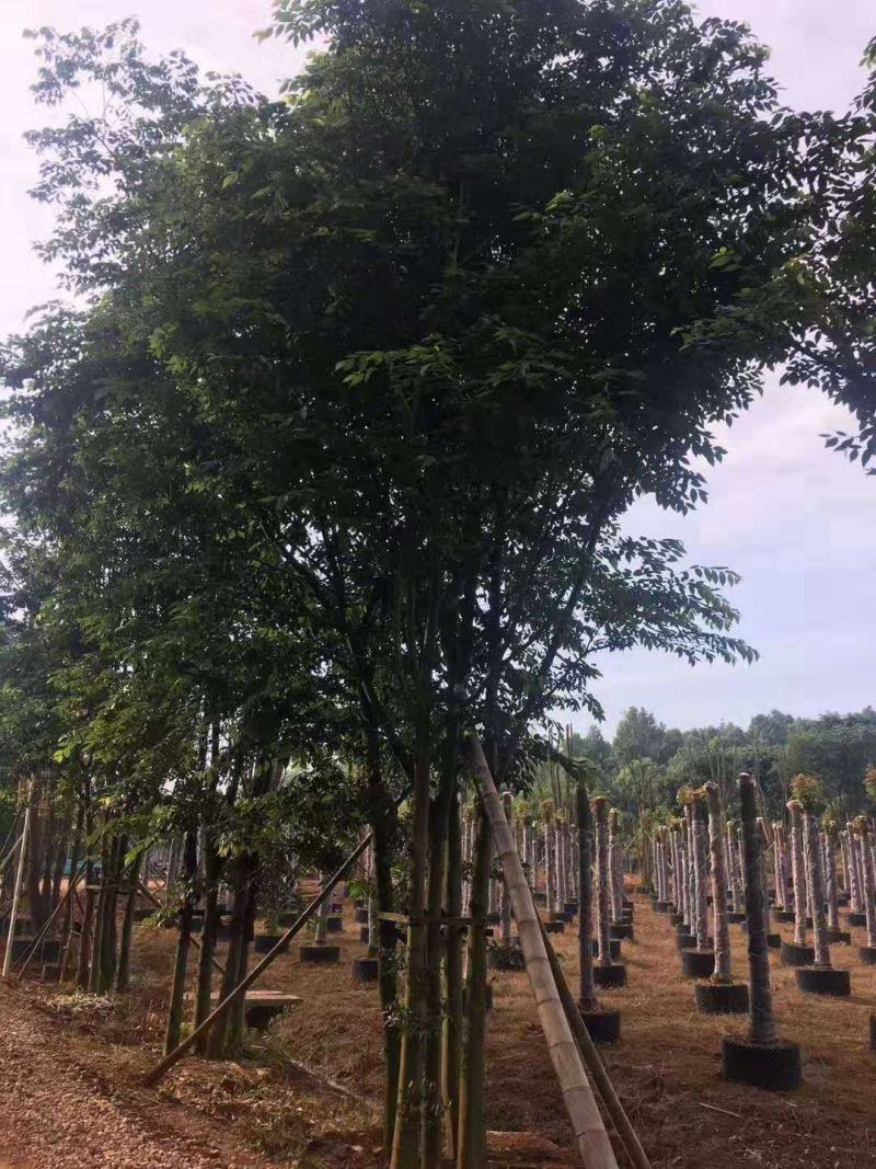 丛生朴树多杆朴树多头朴树自家苗圃基地直供