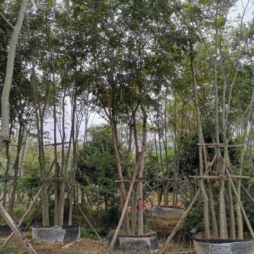 丛生朴树多杆朴树多头朴树自家苗圃基地直供