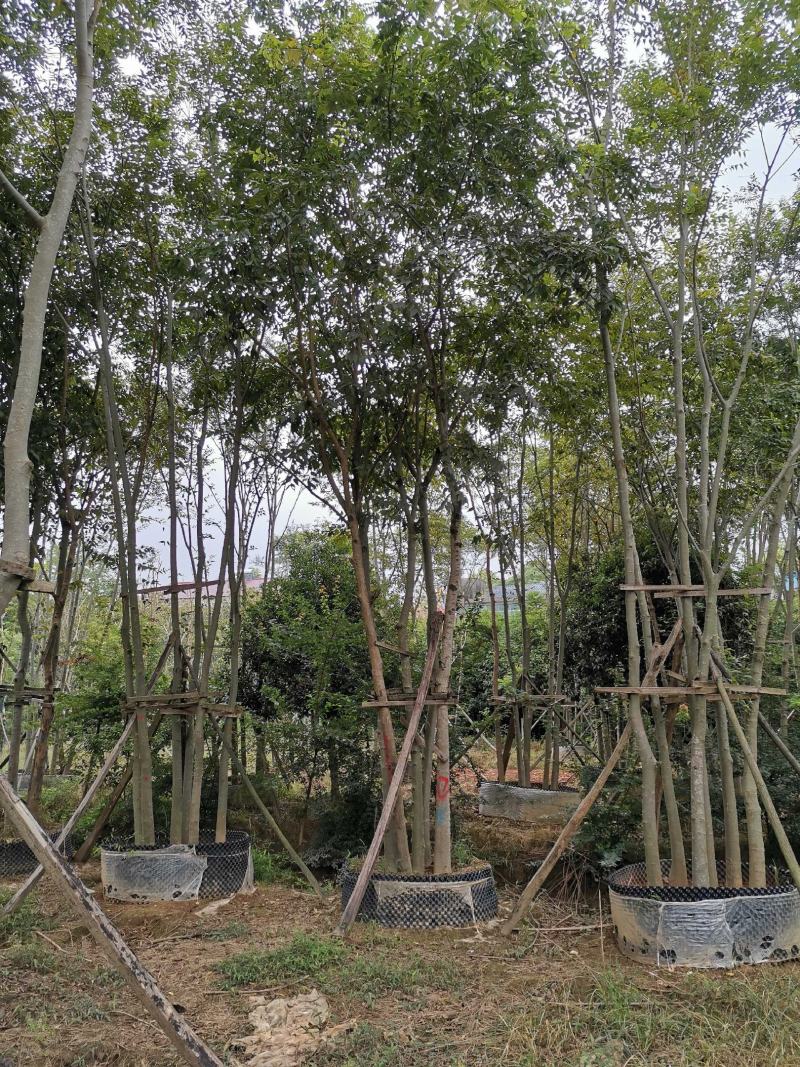 丛生朴树多杆朴树多头朴树自家苗圃基地直供