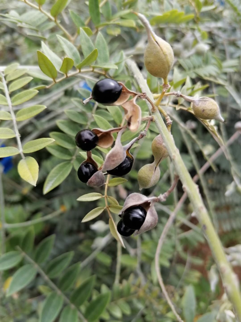 山豆根种子颗颗饱满发芽率高