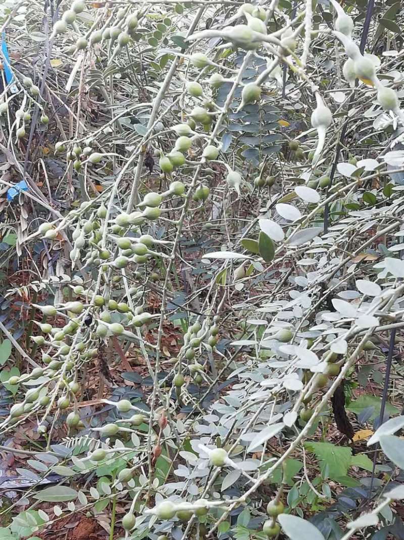 山豆根种子颗颗饱满发芽率高