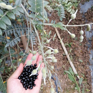 山豆根种子颗颗饱满发芽率高
