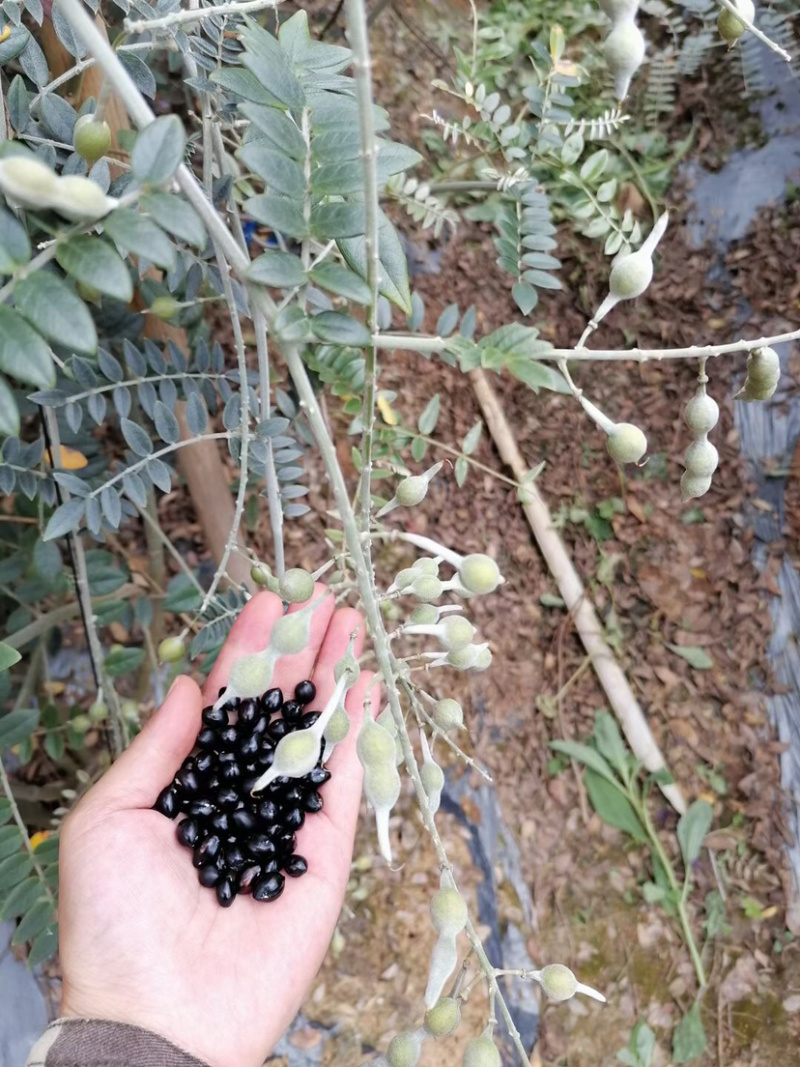山豆根种子颗颗饱满发芽率高