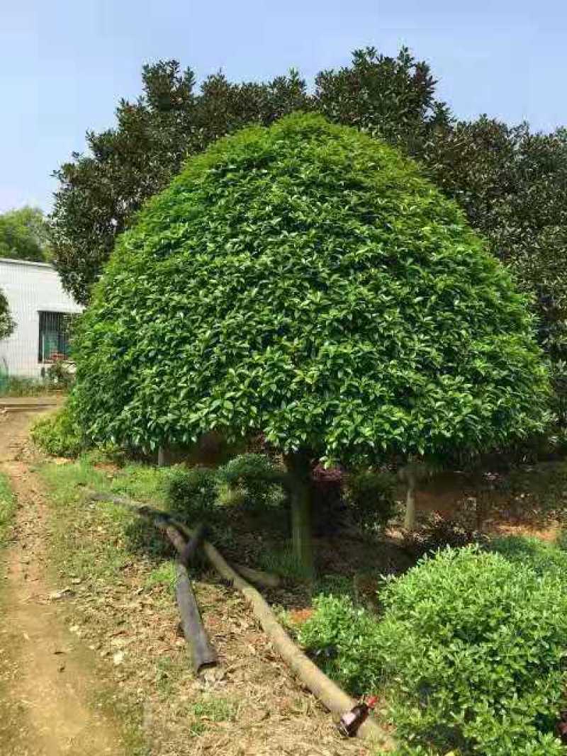 丛生朴树多杆朴树多头朴树自家苗圃基地直供