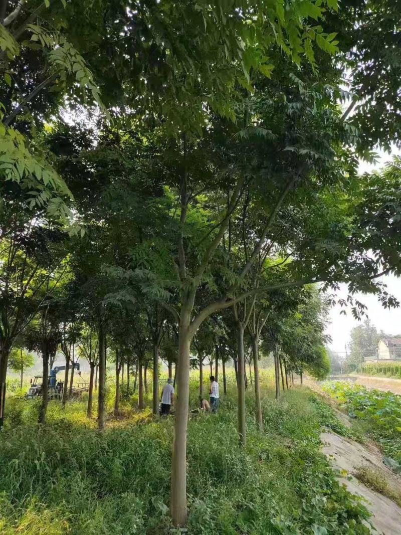 丛生朴树多杆朴树多头朴树自家苗圃基地直供