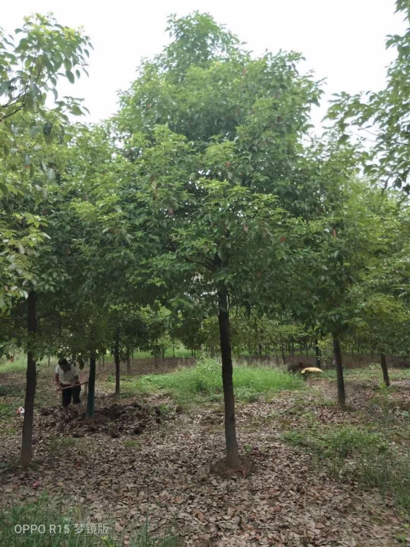 丛生朴树多杆朴树多头朴树自家苗圃基地直供