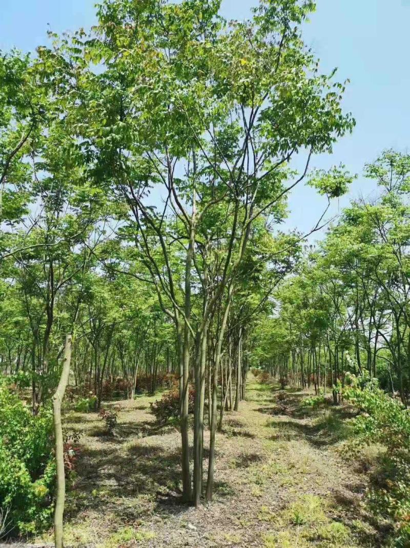 丛生朴树多杆朴树多头朴树自家苗圃基地直供
