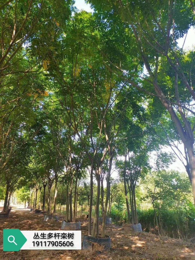 丛生朴树多杆朴树多头朴树自家苗圃基地直供
