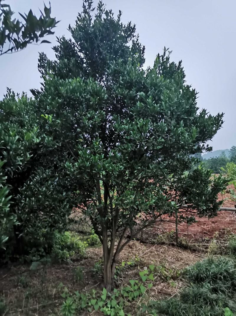 丛生朴树多杆朴树多头朴树自家苗圃基地直供