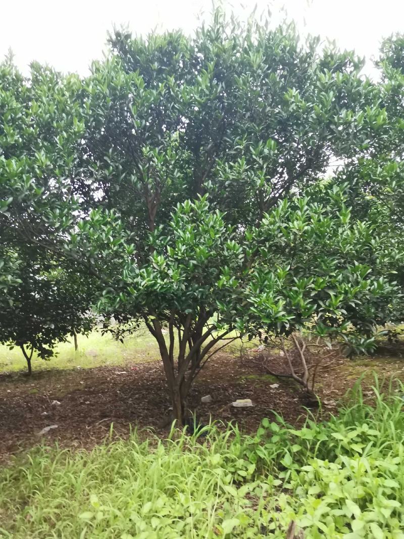 碰柑农户一手货源自家苗圃基地直供质量保证