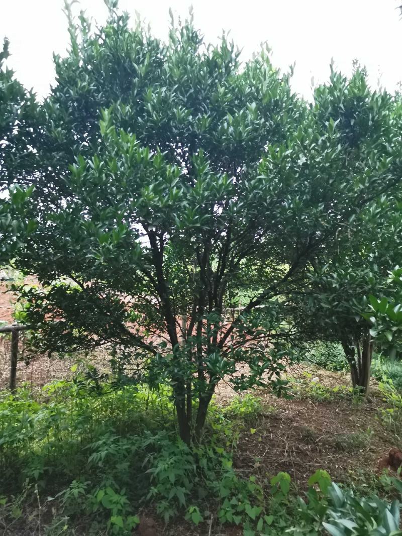 碰柑农户一手货源自家苗圃基地直供质量保证
