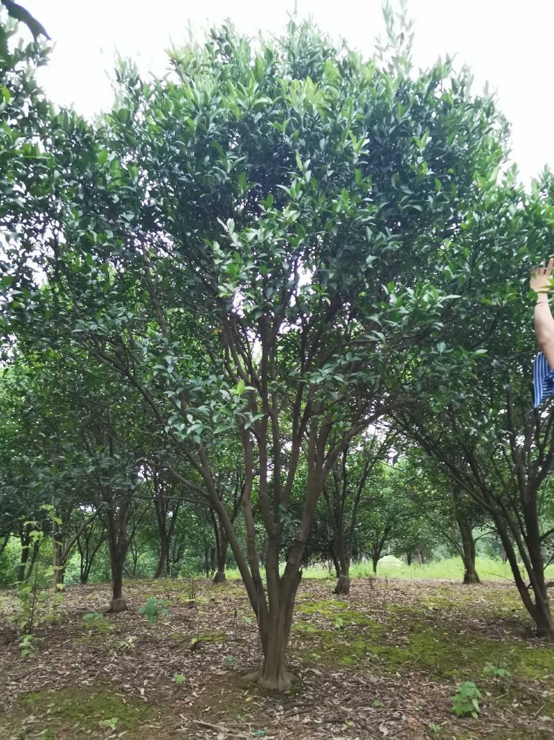 碰柑农户一手货源自家苗圃基地直供质量保证
