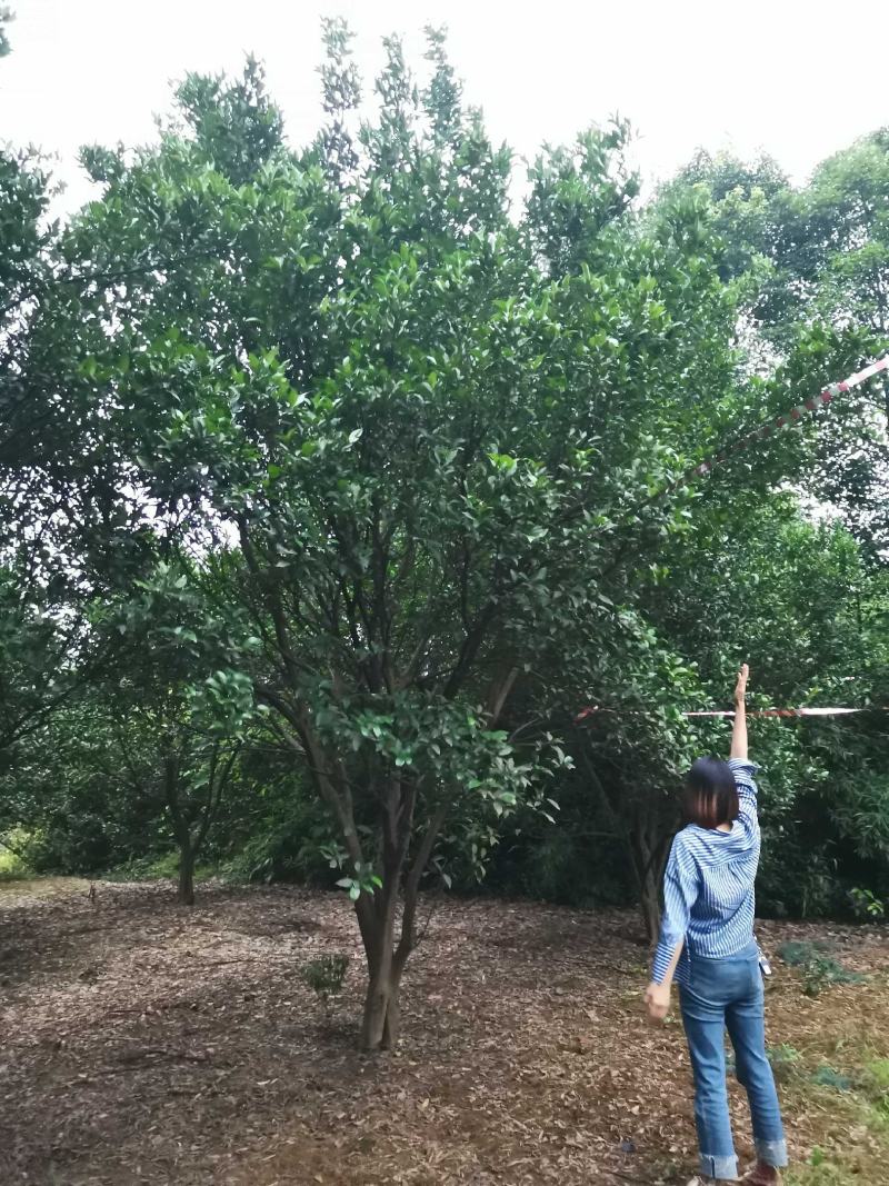碰柑农户一手货源自家苗圃基地直供质量保证