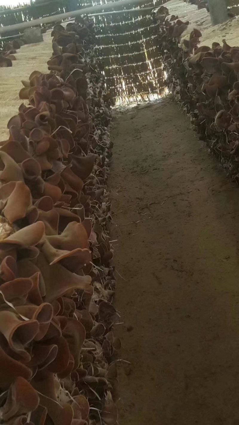 毛木耳地摊跑量水洗毛木耳干货餐饮基地厂价出货