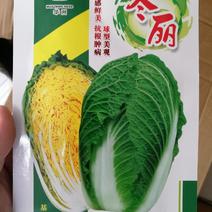 【优质】冬丽黄中皇大白菜种子产量高品质好