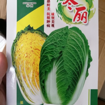 【优质】冬丽黄中皇大白菜种子产量高品质好