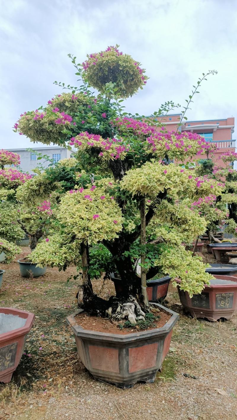 三角梅，三角梅盆景，造型三角梅黄金叶紫色花造型三角梅桩景