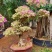 三角梅，三角梅盆景，造型三角梅黄金叶紫色花造型三角梅桩景