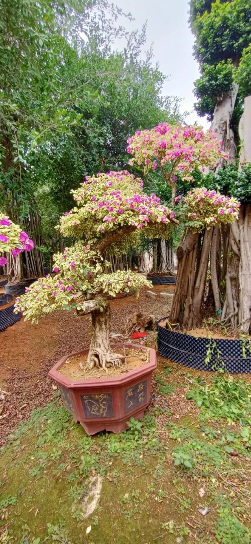 三角梅，三角梅盆景，造型三角梅黄金叶紫色花造型三角梅桩景