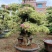 三角梅，三角梅盆景，造型三角梅黄金叶紫色花造型三角梅桩景