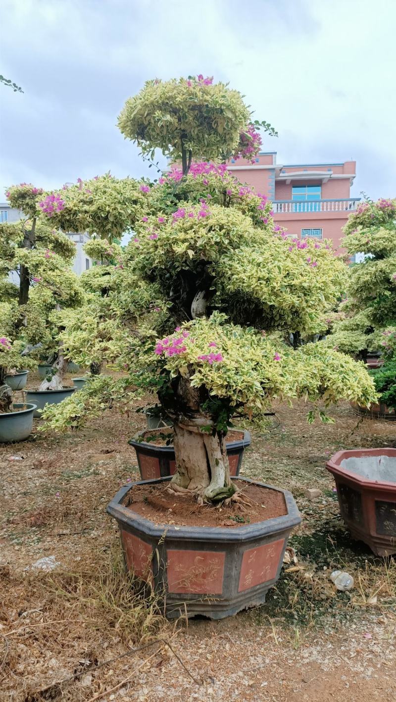 三角梅，三角梅盆景，造型三角梅黄金叶紫色花造型三角梅桩景