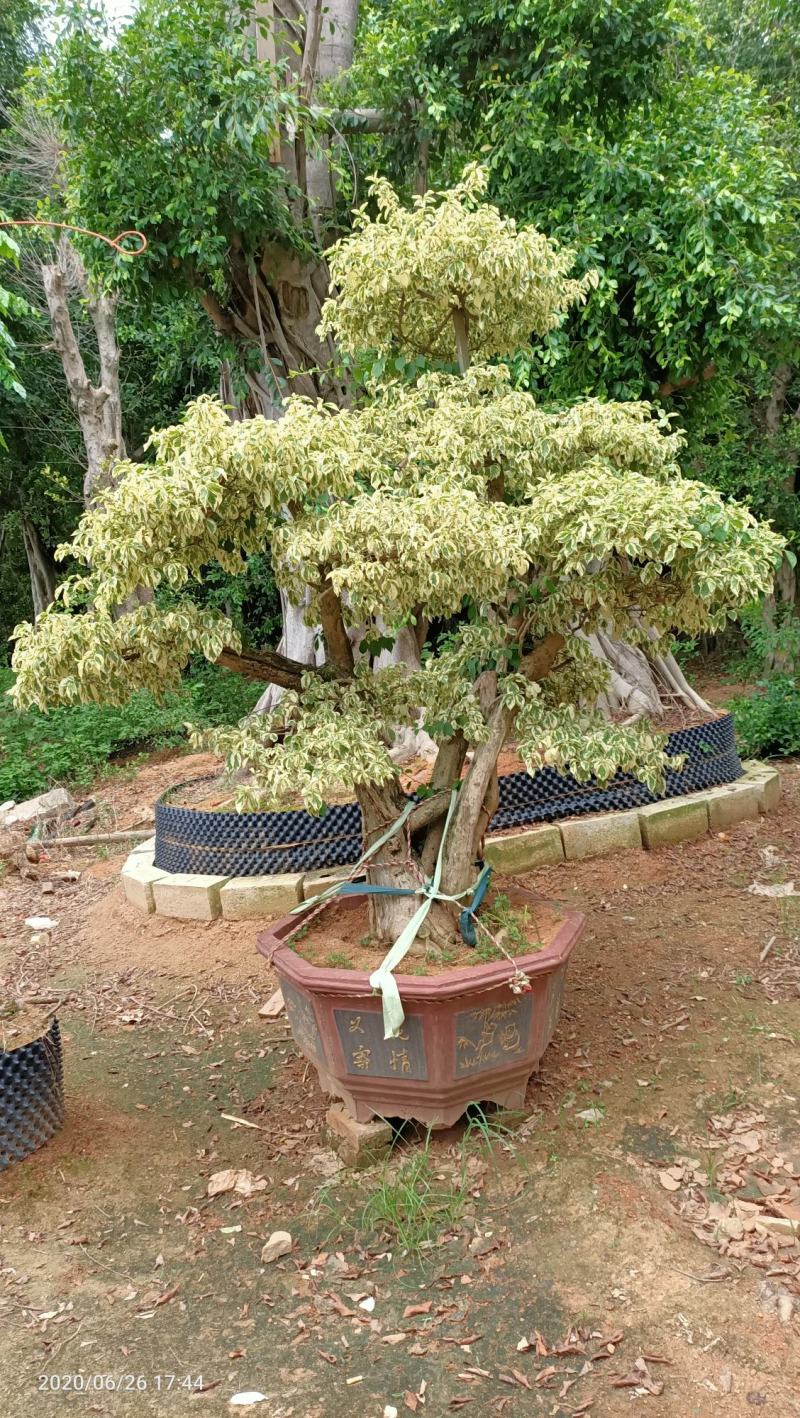 三角梅，三角梅盆景，造型三角梅黄金叶紫色花造型三角梅桩景