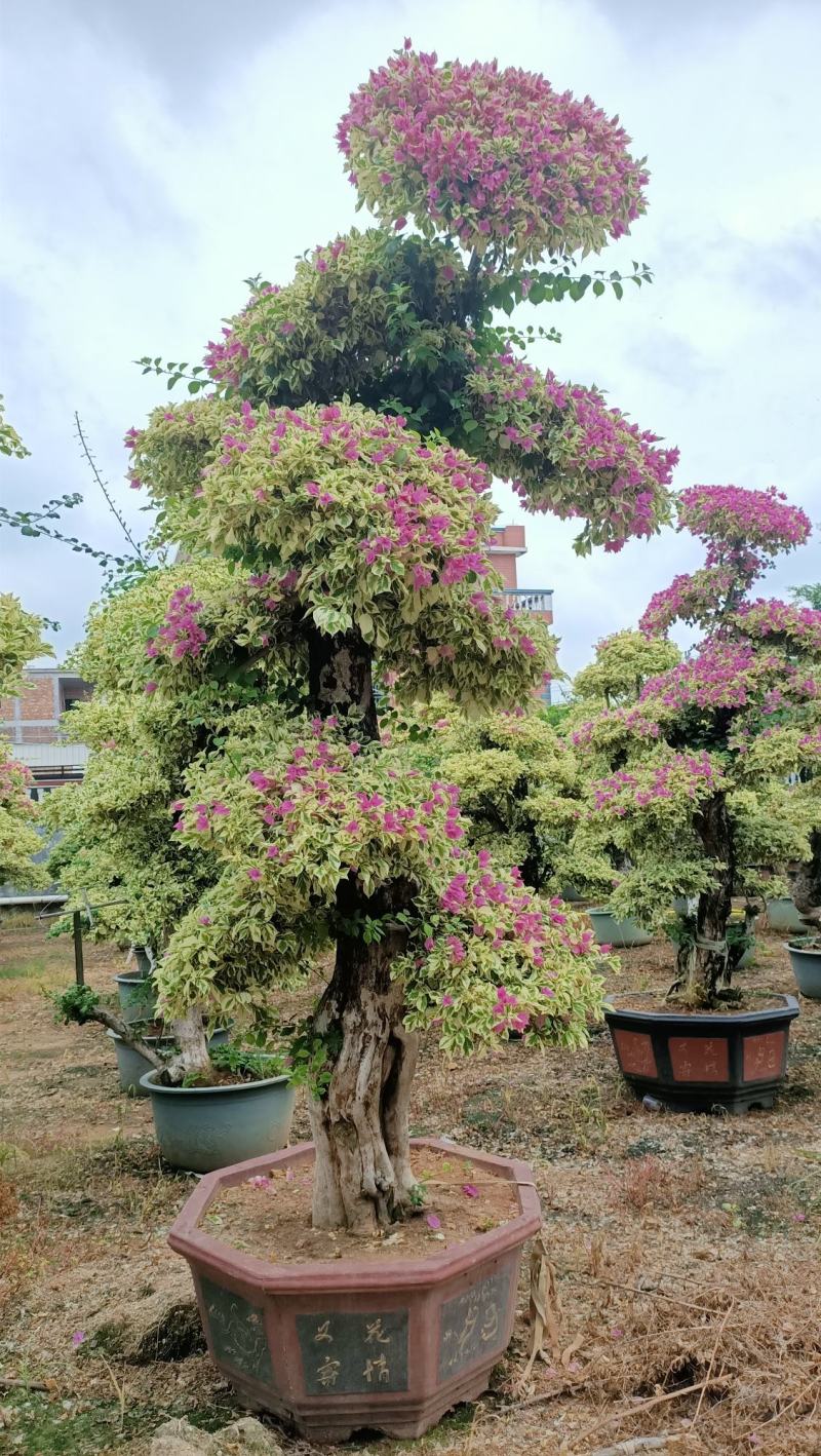 三角梅，三角梅盆景，造型三角梅黄金叶紫色花造型三角梅桩景